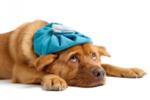 7 признака, че трябва да заведете домашния си любимец на ветеринарен лекар?!?