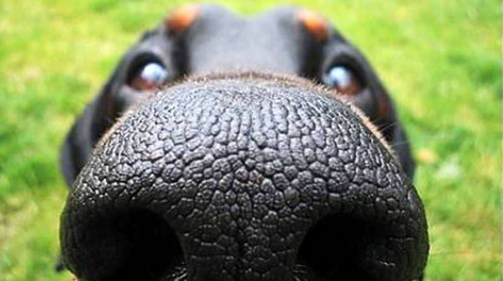 Сух нос при кучетата?- 4 неща, които трябва да знаете.