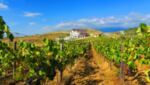 Опознай България - По пътя на виното в Мелник