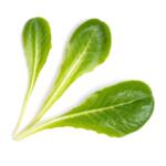 VERITABLE Lingot® Romaine Lettuce - Салата