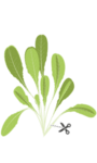 VERITABLE Lingot® Romaine Lettuce - Салата