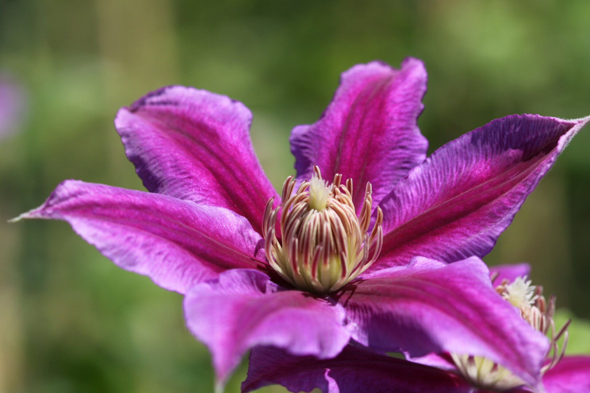 Clematis Doctor Ruppel