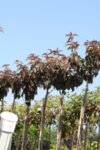 Prunus serr. Royal Burgundy co 45l, stam 220 - Японска вишна Роял Бургунди