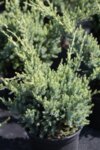 Juniperus sq. Holger co 1l - Юниперус  Хвойна  Холджер
