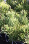 Pinus mugo pumilio - Клек