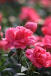 Dianthus Caryophyllos Salmon - Карамфил