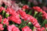 Dianthus Caryophyllos Salmon - Карамфил