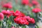 Dianthus Caryophyllos Code Red - Карамфил