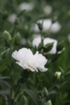 Dianthus Caryophyllos Code White - Карамфил