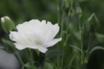 Dianthus Caryophyllos Code White - Карамфил