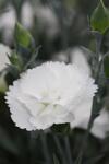 Dianthus White co 1l - Карамфил Бял