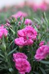 Dianthus Pink co 1l - Карамфил Розов