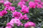 Dianthus Pink co 1l - Карамфил Розов