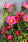 Saxifraga arendsii Marto Rose co 1l - Саксифрага Каменоломка розова