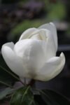 Magnolia grand. Gallisoniensis  - Вечнозелена магнолия
