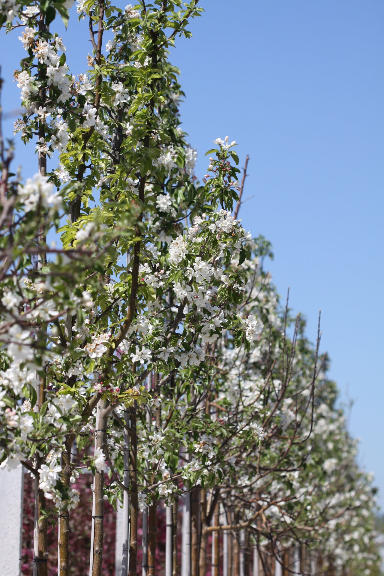 malus john downie for sale