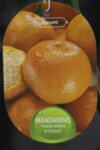 Citrus Clementina co 15l - Дребна студоустойчива мандарина
