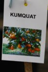 Citrus Kumquat co 15l - Кункуат