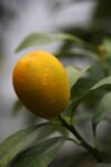 Citrus Kumquat - Кункуат