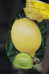 Citrus Limon Lunario co 15l - Лимон Лунарио