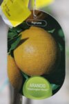 Citrus Arancio co 15l - Едър портокал