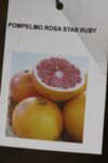 Citrus Pompelmo Rose Star Ruby co 15l - Грейфрут Звездата на Руби