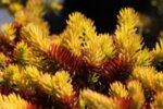 Sedum sediforme Gold co 1l - Суколент жълт