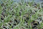 Carex morrowii Ice Dance co 1.5l - Карекс
