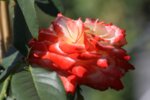 Rosa Imperatrice Farah co 7.5l, stam 110 cm - Роза оформена на дърво
