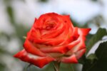 Rosa Imperatrice Farah co 7.5l, stam 110 cm - Роза оформена на дърво