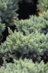Juniperus sq. Blue Star co 2l - Хвойна синята звезда