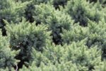 Juniperus sq. Blue Star co 2l - Хвойна синята звезда