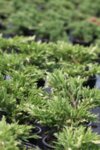 Juniperus hor. Andora Variegata co 1l - Вариегатна хвойна
