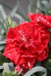 Dianthus Lillipot Mix co 1l - Карамфил червен