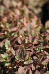 Sedum SunSparkler Wildfire co 1l - Седум
