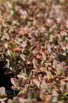 Sedum SunSparkler Wildfire co 1l - Седум