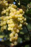 Vitis vinifera Brestovitza co 4l - Десертно грозде - черно
