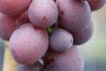 Vitis vinifera Kardinal co 4l - Десертно грозде - Черно