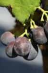 Vitis vinifera Palieri co 4l - Грозде Палиери десертно червено