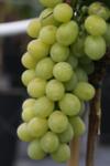 Vitis vinifera Victoria co 4l - Грозде Виктория Десертно бяло