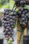 Vitis vinifera Cabernet Sauvignon co 4l - Грозде Каберне Совиньон винен сорт черно