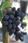Vitis vinifera Merlot co 4l - Грозде Мерло винен сорт черно