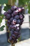 Vitis vinifera Pinot Noir co 4l - Винен сорт грозде