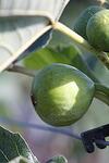 Ficus carica Dottata Bianco co 14l, над 170 см - Смокиня Белия Доктор