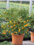 Citrus Clementina co 15l - Цитрус  Мандарина Клементина