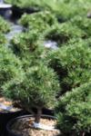 Pinus mugo Franciska co 5l, bonsai - Клек