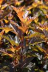 Physocarpus opulif. Little Angel co 1.5l - Физукарпус