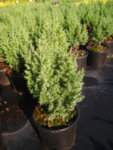 Juniperus chinensis Stricta co 1l - Юниперус Хвойна Стрикта