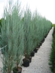 Juniperus scop. Blue Arrow - Юниперус