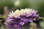 Clematis Taiga co 2l - Клематис Тайга